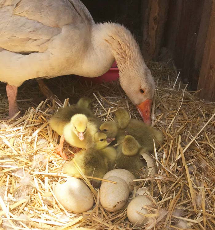 Goose eggs hatching in nest. Goslings hatching.