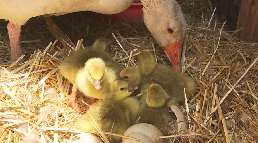 How to goose eggs - tips, tricks, and troubleshooting Farms