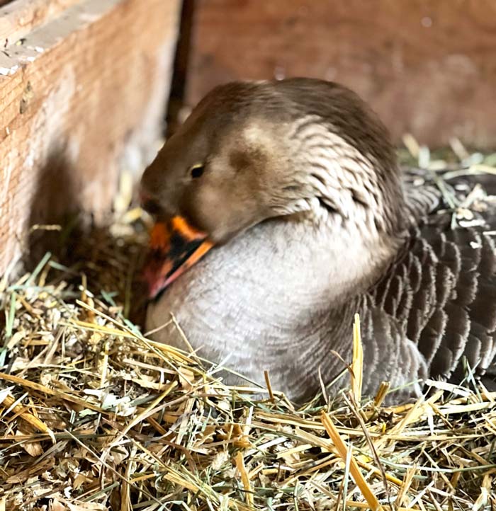 A broody momma goose sitting on her nest of eggs.