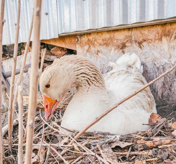 Geese don’t always make nests in the best places. This spot outside was not safe and eggs were removed to discourage the goose from sitting here.