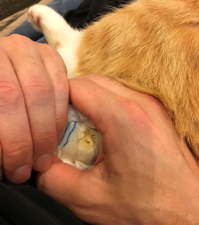 Bob the cat helps to incubate a hatching duck egg. Here you can see where a duckling has pipped, e.g. punched the first hole in its shell.