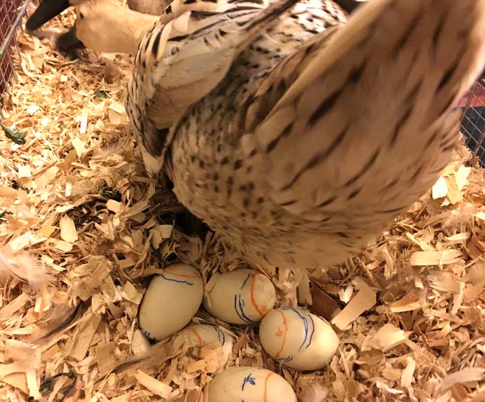 Jackson, our broody duck, pulling more pine shavings in to help top up her nest, exposing her eggs.