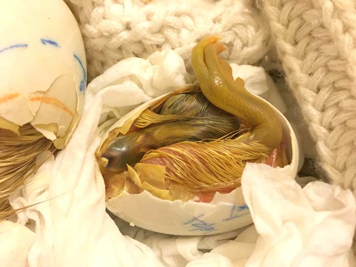 By 28 days, it's amazing how much duckling there is inside the tiny egg shell!