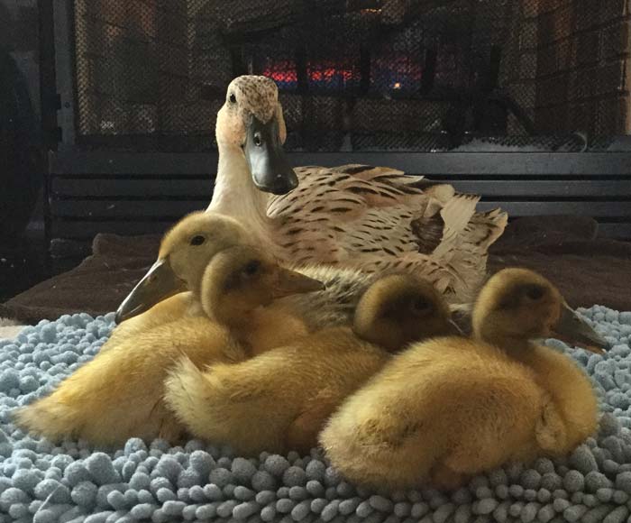 Everybody say cheese! Jackson the duck and ducklings pose for a family portrait. 