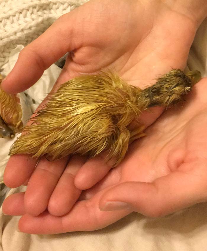 These delightful little lifeforms are going to rely on you for their survival. Please make sure you're prepared to be good duckling and duck parents before diving in! 