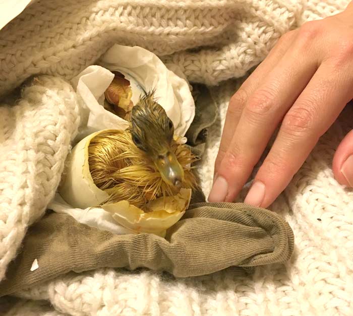 Welcome to the world! Seeing and being seen for the first time by a newly hatched duck is a truly joyous experience.