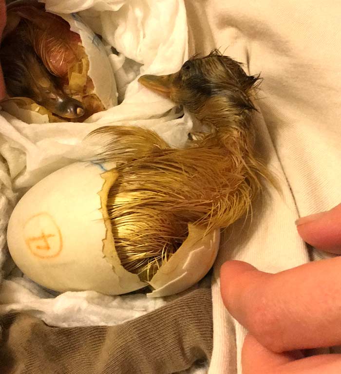 How to hatch duck eggs... Zipping is the process whereby a duckling (or other bird) cracks a straight line around the perimeter of their egg shell prior to emerging.