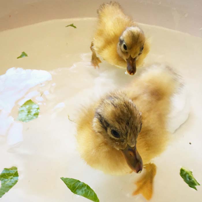 Ducklings' first swim! Ducks have an oil gland at the top of their tails that helps give them their waterproofing. Ducklings don't have feathers and can't produce oil yet, so they can get quite wet and cold if not carefully attended to. Ducklings raised by a momma duck have the added benefit of being coated in oil from her feathers, which helps them stay more waterproof (thus warmer) during and after swims. 