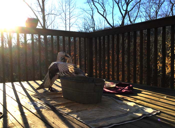 Svetlana and Jackson, two of our broody ducks, taking a quick break from parenting. They wanted to go to the bar and have a cigarette, but we forbade it.