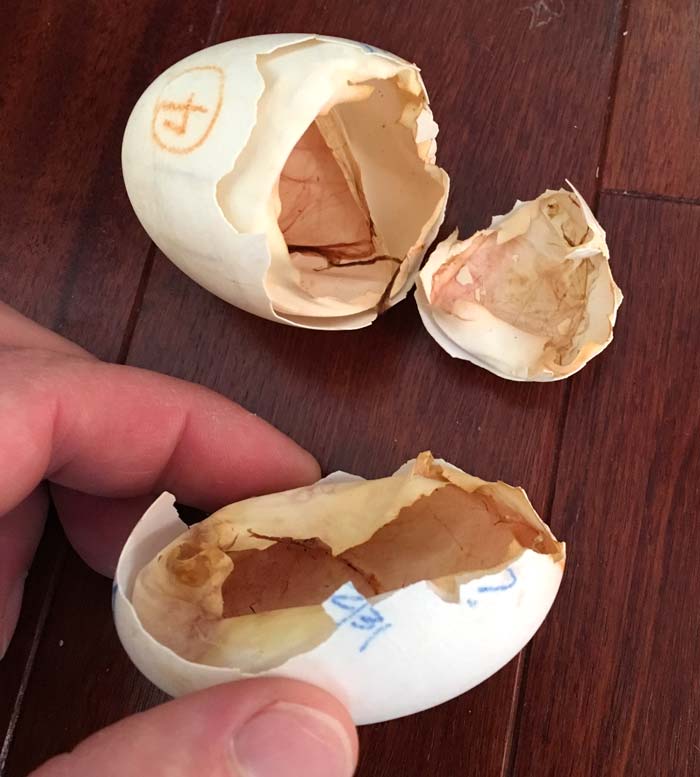 A closer look at a post-hatch duck egg shell. Notice the inner membrane inside which serves multiple functions, one of which is to house the air sac. The duckling will actually pip through the inner membrane of the egg to reach the air sac about 10 days prior to pipping through the actual shell. That's why and how you're able to hear 