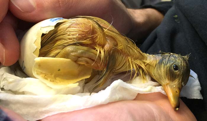 A lucky duckling. Pippa Luckenbill, daughter of Svetlana, joins the Tyrant Farms' family. 