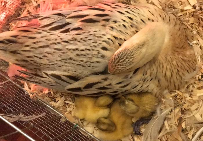 Jackson and her surrogate ducklings, happier than larks.