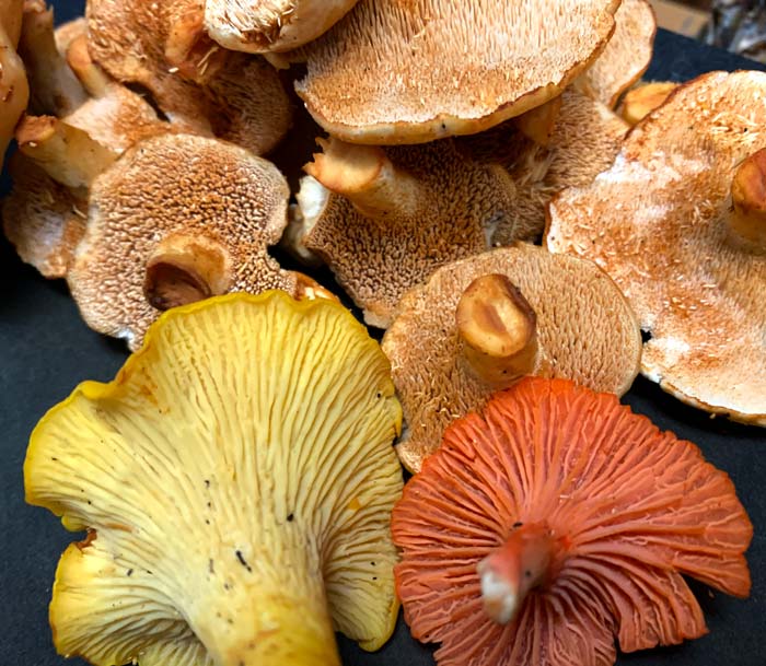 Chanterelles, cinnabars, and hedgehogs - beautiful ectomycorrhizal (EcM) mushrooms found in close proximity to each other in a mixed forest. Even though chanterelles and hedgehogs can look pretty similar to each other in the ground when looking down at their caps due to their color, there's no mistaking the two when you look underneath the cap. Chanterelles have false gills and hedgehogs have teeth.