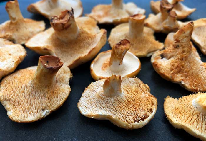 A look at the distinctive teeth on the underside of hedgehog mushroom caps.