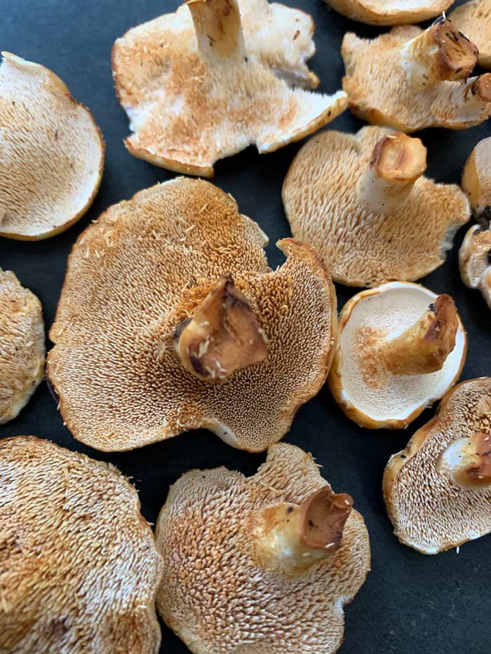 Hedgehog mushrooms found in mid July near Greenville, South Carolina.