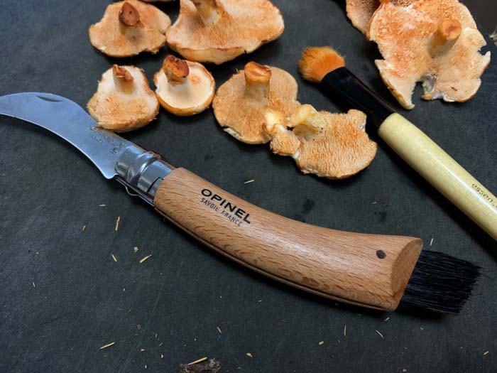 Our Opinel mushroom knife really comes in handy with hedgehog mushrooms.