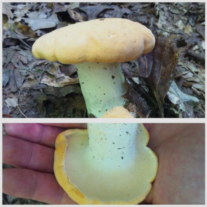 A nice large Hydnum repandum? That's what we used to think based on the morphology, but after reading genetic studies of hedgehog mushrooms showing much more diversity within the species complex, we're not certain.