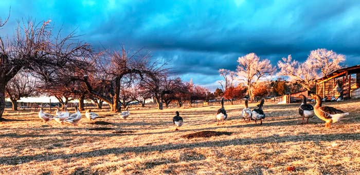 Geese walk toward an oncoming storm. There is no fear of wind or rain, no instinct to take shelter. 