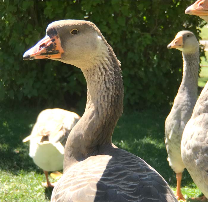 While this goose is a Toulouse-African cross, she inherited the African knob on her beak. African geese are descendants of the wild swan goose and are related to Chinese geese.