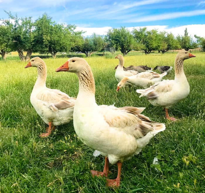 The American Buff goose is a descendant of the European lineage of domestic geese. 