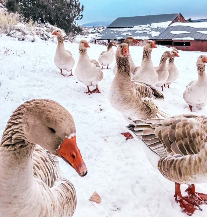 In addition to the above characteristics, geese are hardy birds, doing well in colder weather climates.