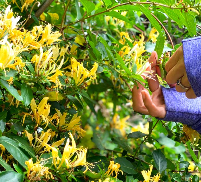 Picking Japanese honeysuckle flowers.
