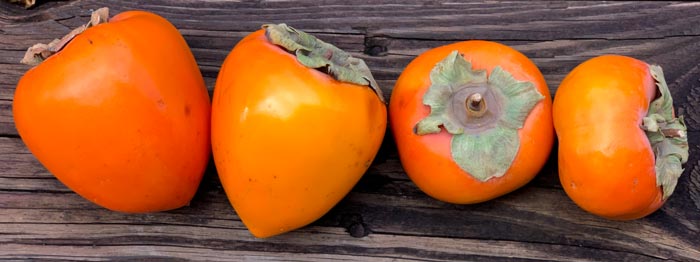 The two persimmons on the left are Hachiyas. The two on the right are Fuyus. How will they compare to our home-grown Ichi Ki Kei Jiro persimmons when made into hoshigaki?