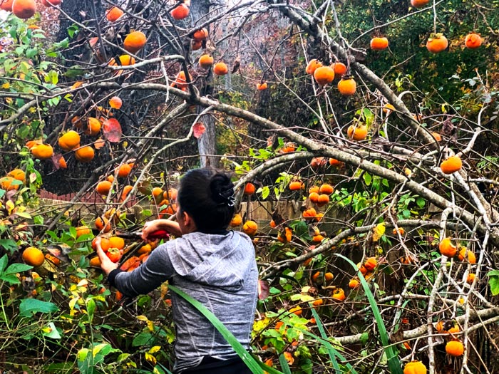 The Tyrant harvesting Ichi Ki Kei Jiro persimmons, a non-astringent Asian variety, on a cool late fall day. Many of these fruits were made into hoshigaki.