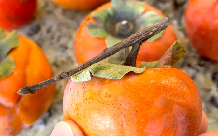 In an ideal world, every persimmon would come with a large stem or piece of branch attached to the top to make it easy to tie up. However, you'll probably never see a persimmon in a typical grocery store with anything more than a nub for a stem. That shouldn't stop you from making hoshigaki though!