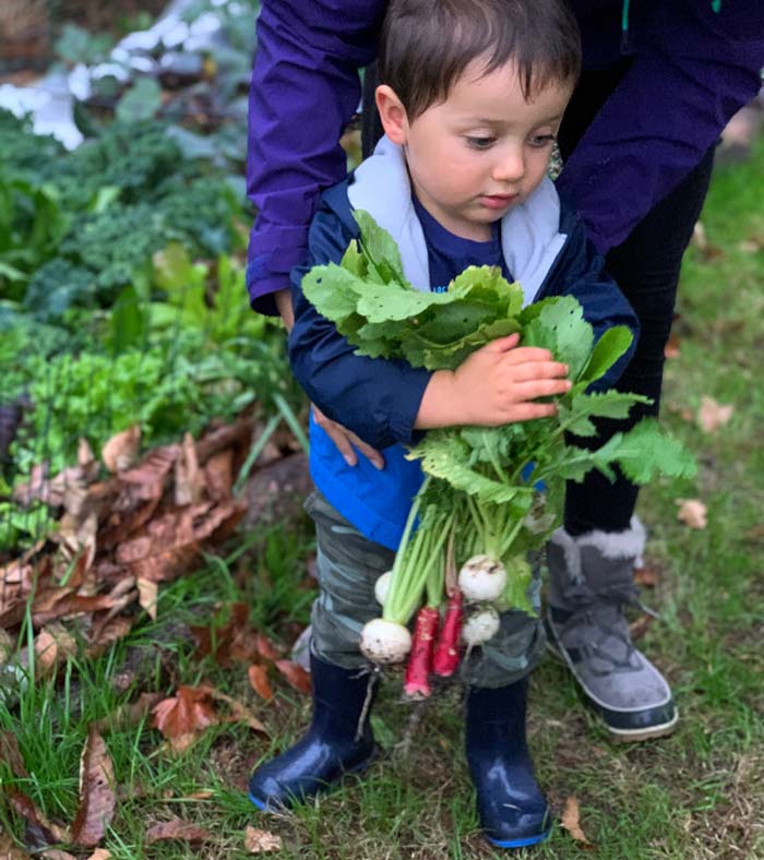 Our toddler harvesting some root veggies from the winter garden.