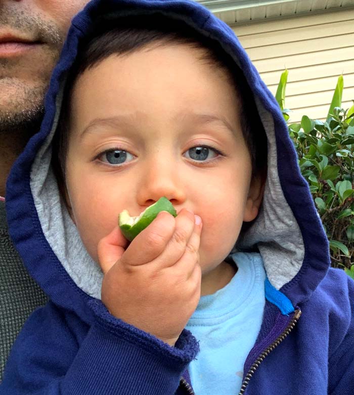 Sebastian loves trying new foods, like this pineapple guava/feijoa. In this case, it's homegrown so he pulled it right off the plant. (More on the benefits of growing food for avoiding picky eating below.) 
