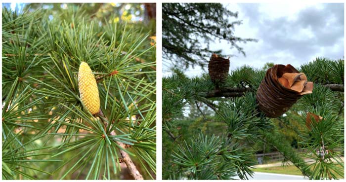 Deodar cedar (Cedrus deodara). Immature cone (left) and mature cone shedding seeds (right).