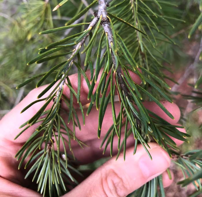 Douglas fir needles 