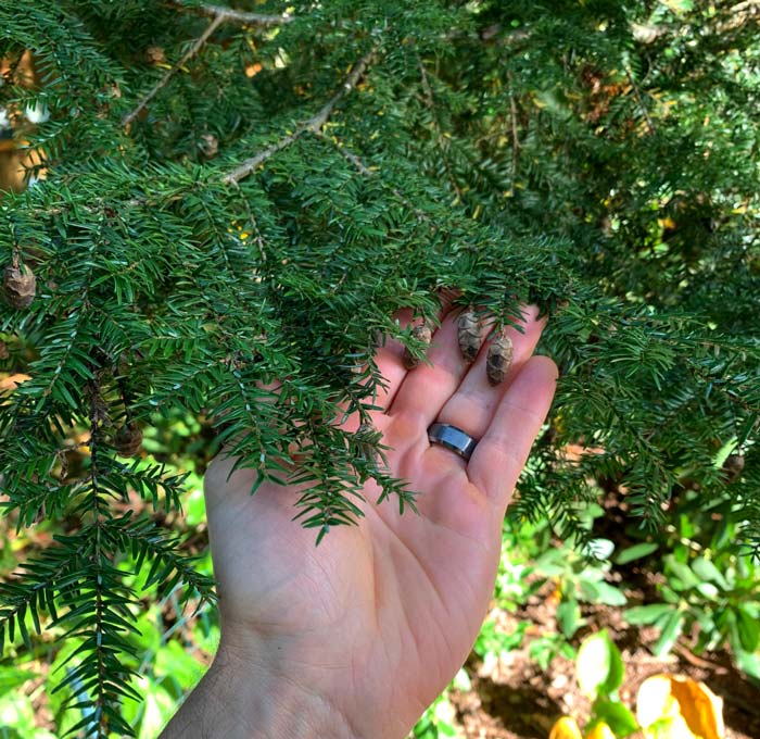 Hemlock needles and cones in October in Asheville, North Carolina. (Probably an Eastern hemlock.)