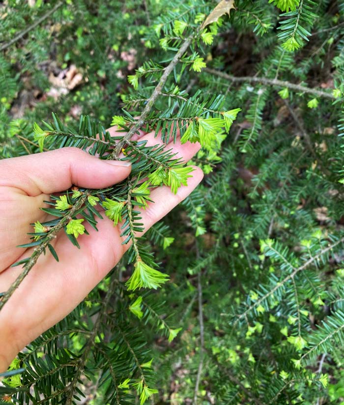 Young bright green buds on hemlock trees, an edible conifer common in our area.