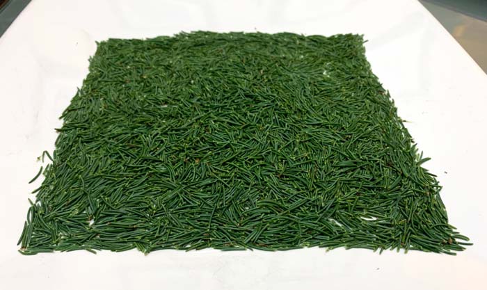 Christmas tree needles (from a spruce tree) after debris removed and ready for the kitchen.