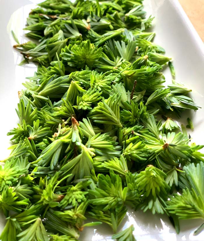 These tender young edible conifer buds were foraged deep in a forest far away from the nearest road. They require no cleaning prior to use. However, you can still use mature edible conifer needles from commercial farms with a bit of cleaning. 