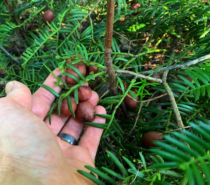 The fruit of a non-native Japanese plum-yew (Cephalotaxus harringtonii) we found growing in a public space near our home in Greenville, SC. The "berries" of this yew species are MUCH larger than our native yews.