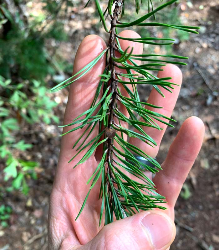 Quickest way to identify these relatively short needles as pine? Notice how two needles emerge from a single point on the branch.