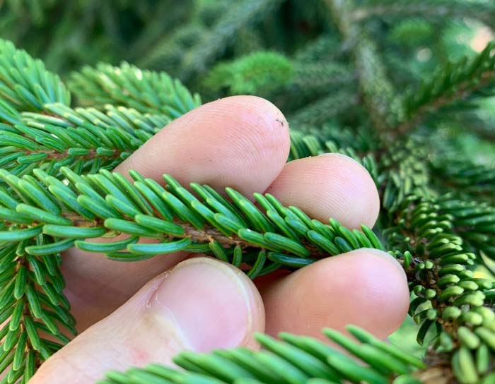 A rare case in which spruce needles are NOT pointed. However, you can still identify the tree as a spruce based on: 1) the squared needle shape which allows you to easily roll a needle between your fingers, and 2) the needles attach to the stem/branch via a small, brown woody peg. We believe this is a Sakhalin spruce (Picea glehnii).