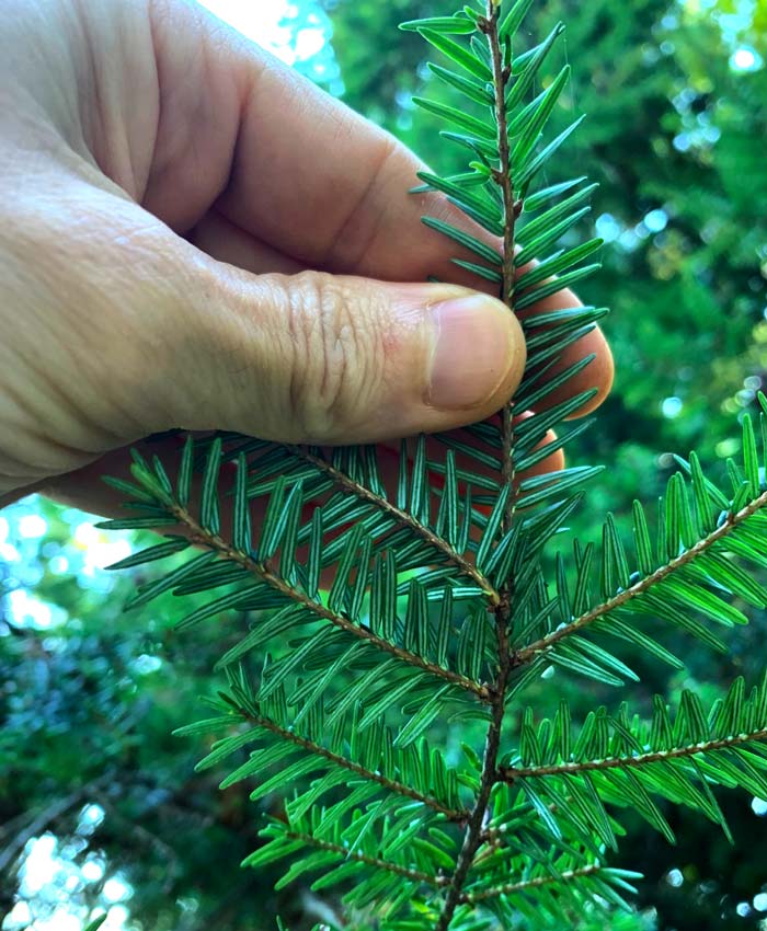 A closer look at the two-striped stomatal bloom on the underside of Eastern hemlock needles.
