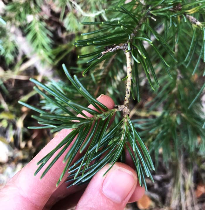White fir tree needles.