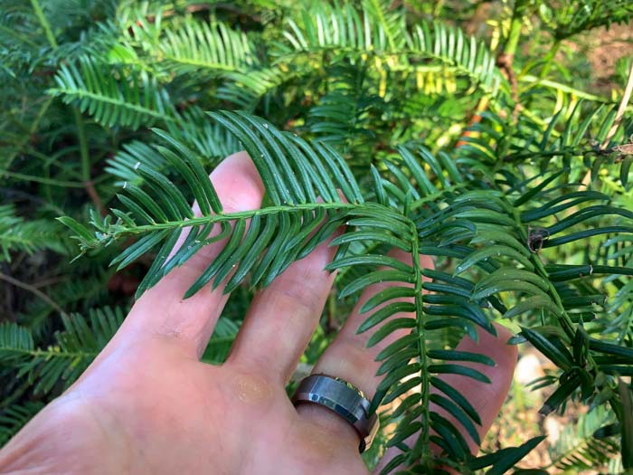 The needles on a yew. This conifer is highly toxic and should never be eaten. 