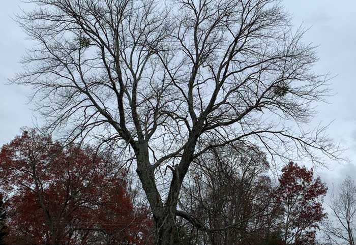 Can you spot the mistletoe witches brooms in this giant dormant maple tree?