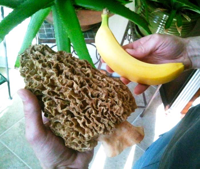 This is the largest morel we've ever found, a M. esculenta weighing in at close to 1 pound. Her name was Michelle Morchella, and she was loved and appreciated before she was eaten by savages.