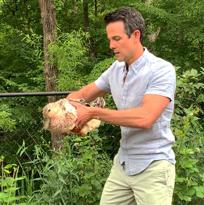 Beginning the landing! Marigold the duck returning to the ground, with both my hands wrapped around her to prevent flapping.