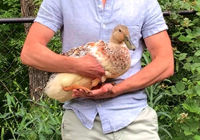 How to pick up a duck - Once you've picked your duck up, use your non-dominant hand to support their feet and your dominant hand to secure their body snuggly against yours.