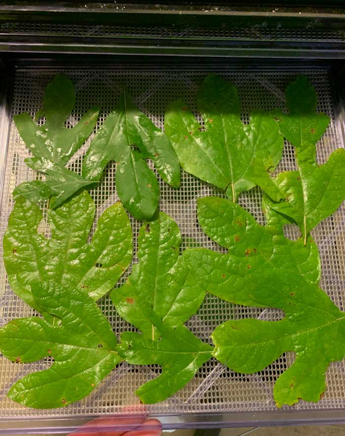 We use an Excalibur dehydrator to dry our sassafras leaves quickly (about 12 hours). However, you can just let your leaves dry indoors for about a week instead of using a dehydrator.