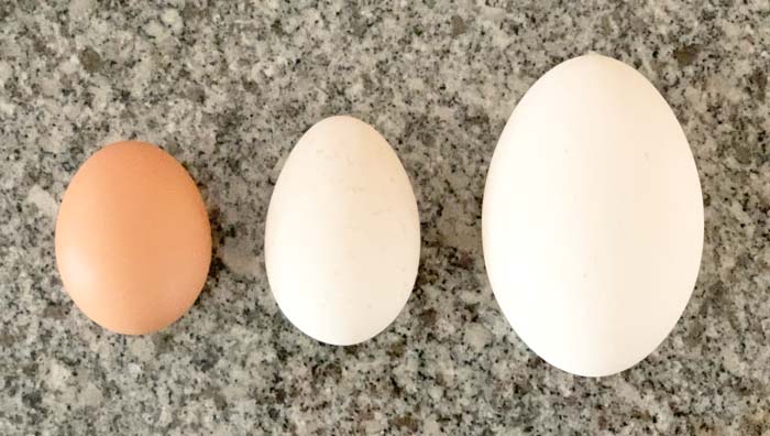 From left to right: chicken vs duck vs goose egg.