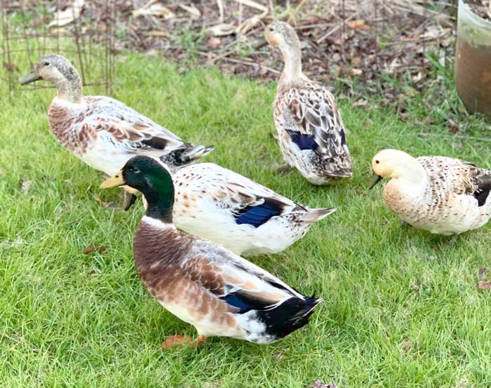 Sexing certain breeds of ducks at maturity, like Welsh Harlequins, is quite easy to do with your eyes and ears, as you'll read about below...